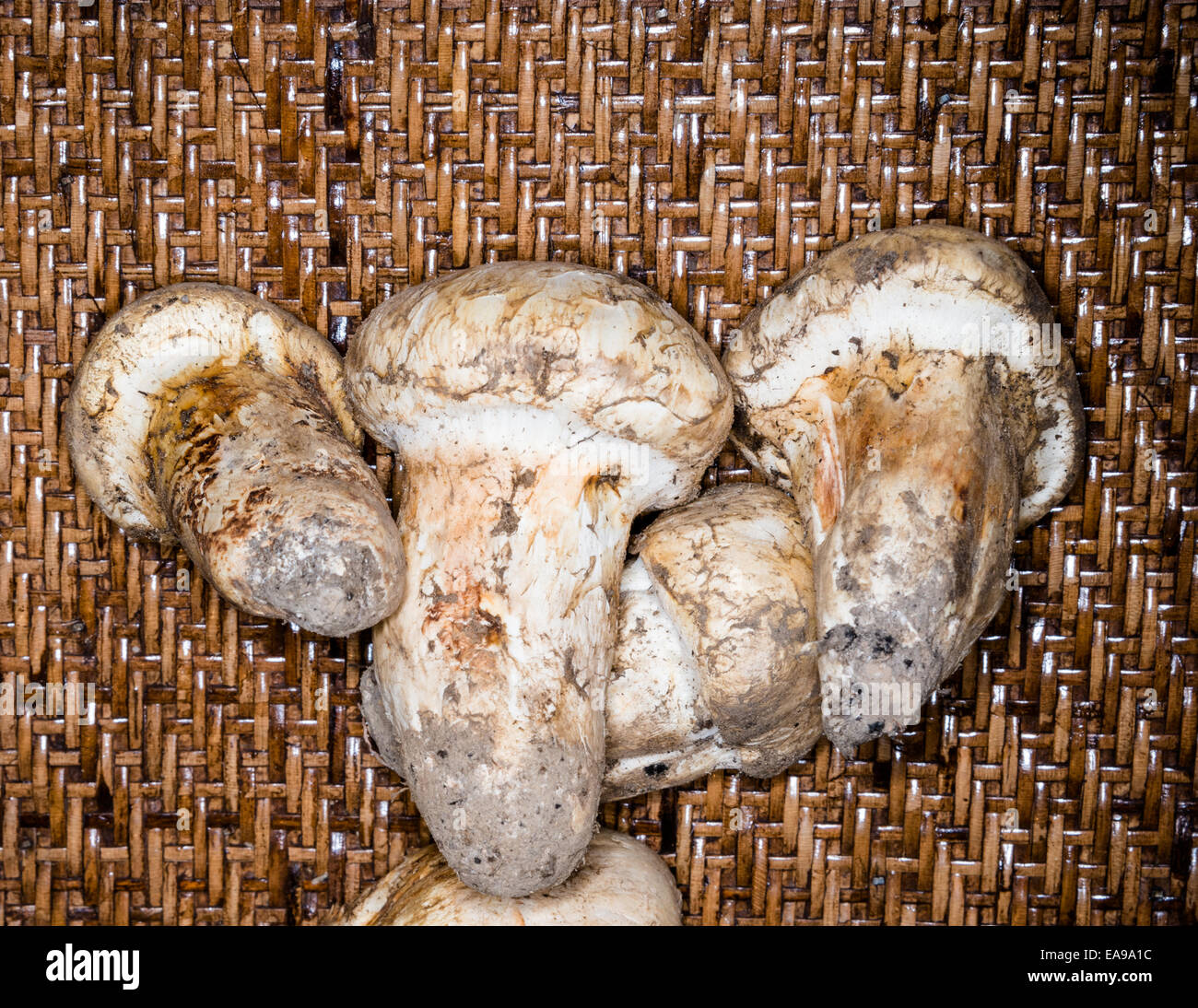 Matsutake mushrooms hires stock photography and images Alamy