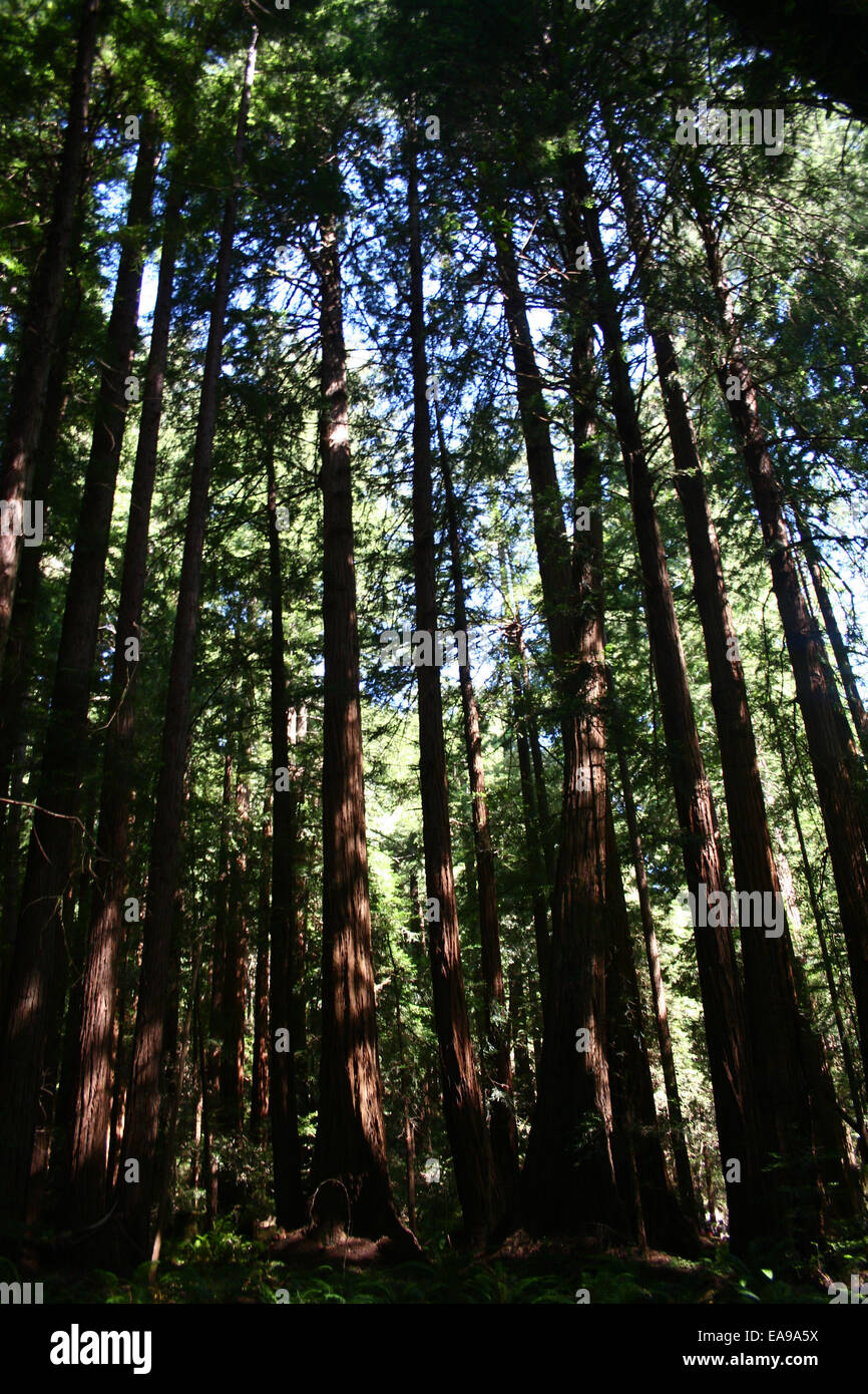 Sun through redwood trees in San Francisco. Stock Photo