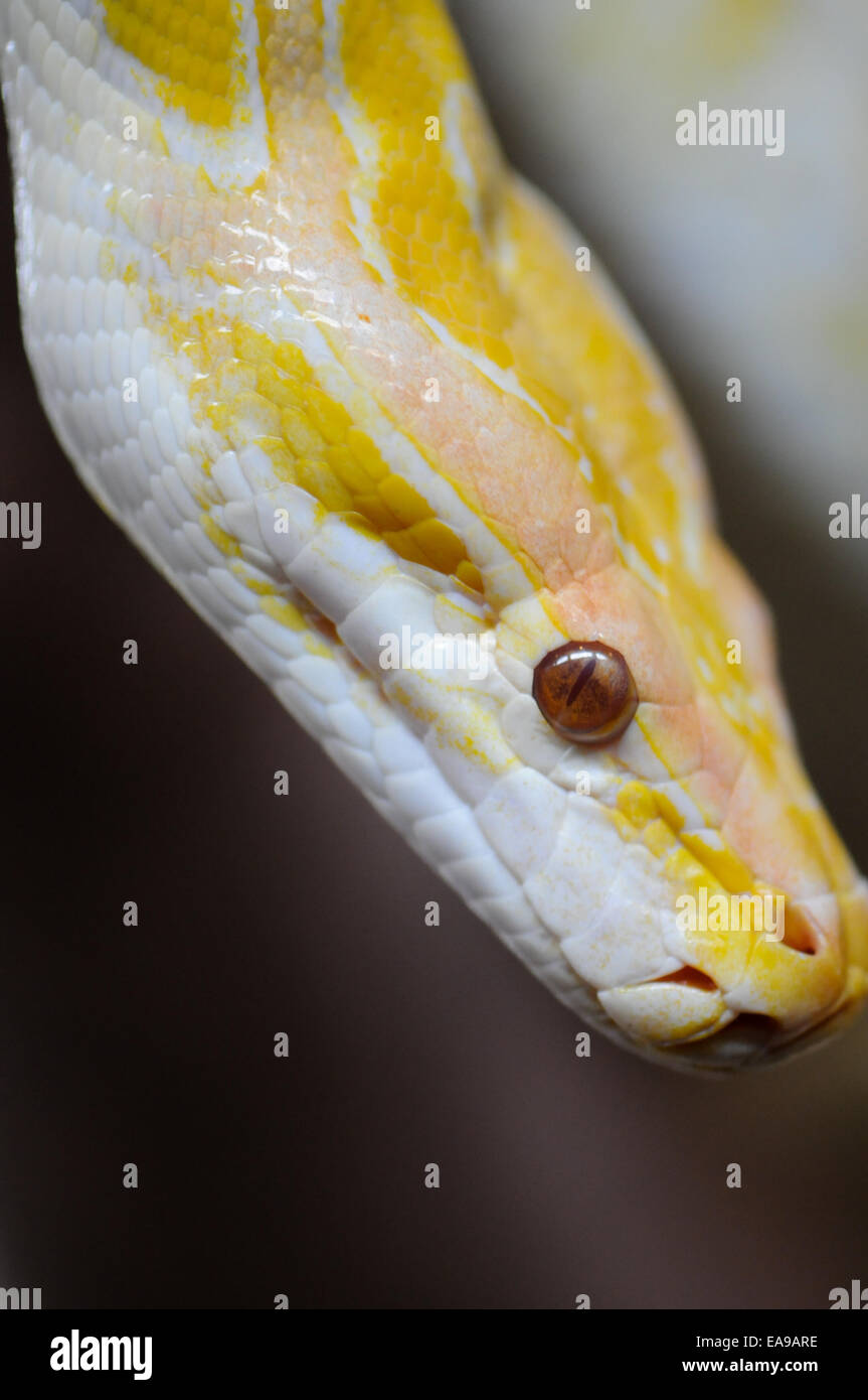 Amelanistic Burmese python Stock Photo