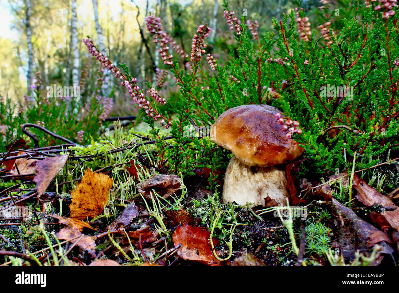 Boletus edulis mushroom in the heather Stock Photo
