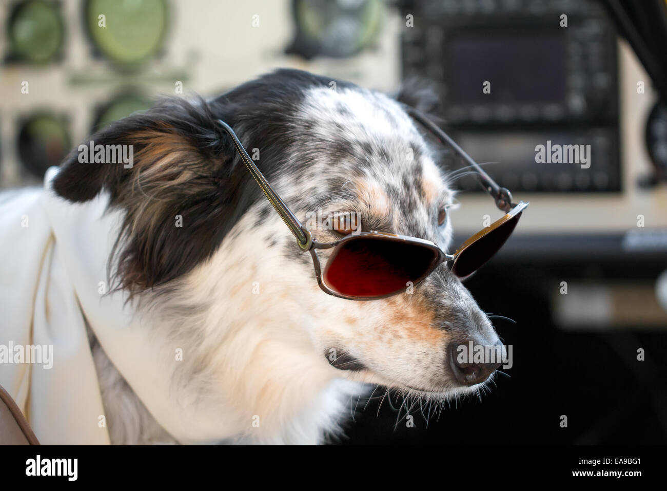 Border collie Australian shepherd mix dog sitting down with sunglasses in ariplane cockpit wearing white scarf looking smart cut Stock Photo