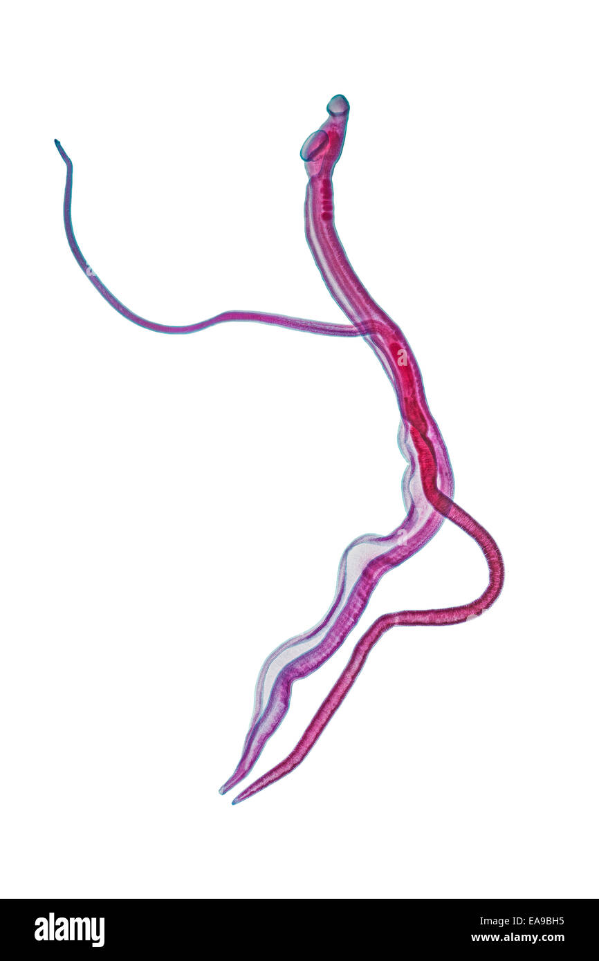 Blood-flukes, Schistosoma sp. in copula, brightfield photomicrograph Stock Photo