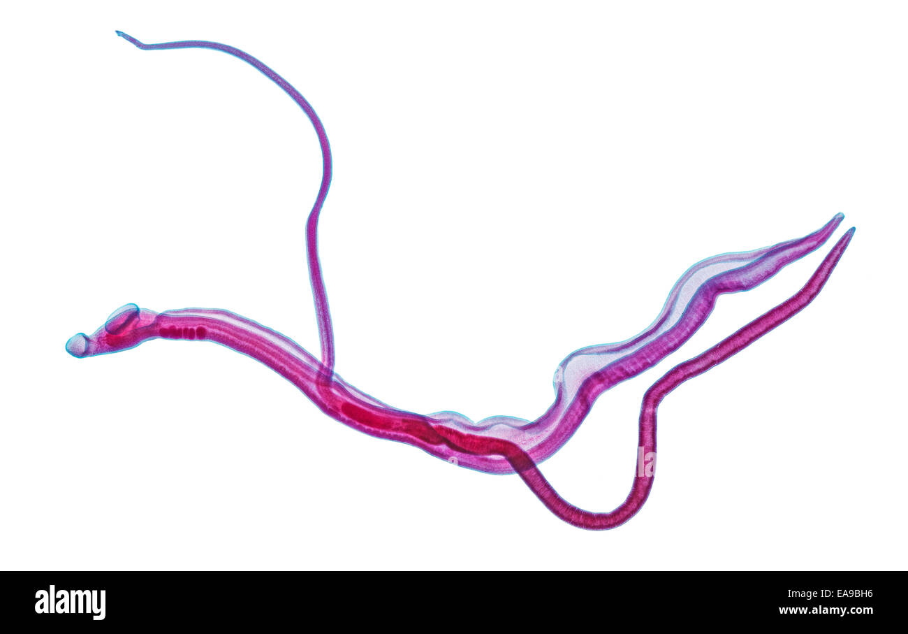 Blood-flukes, Schistosoma sp. in copula, brightfield photomicrograph Stock Photo