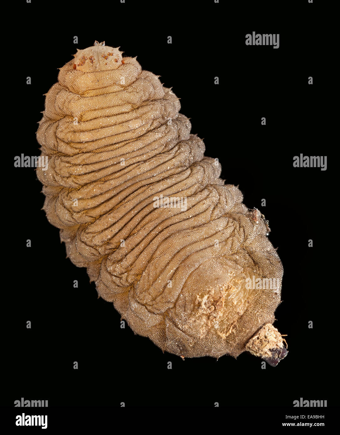 Hoverfly larva, Volucella inanis Stock Photo