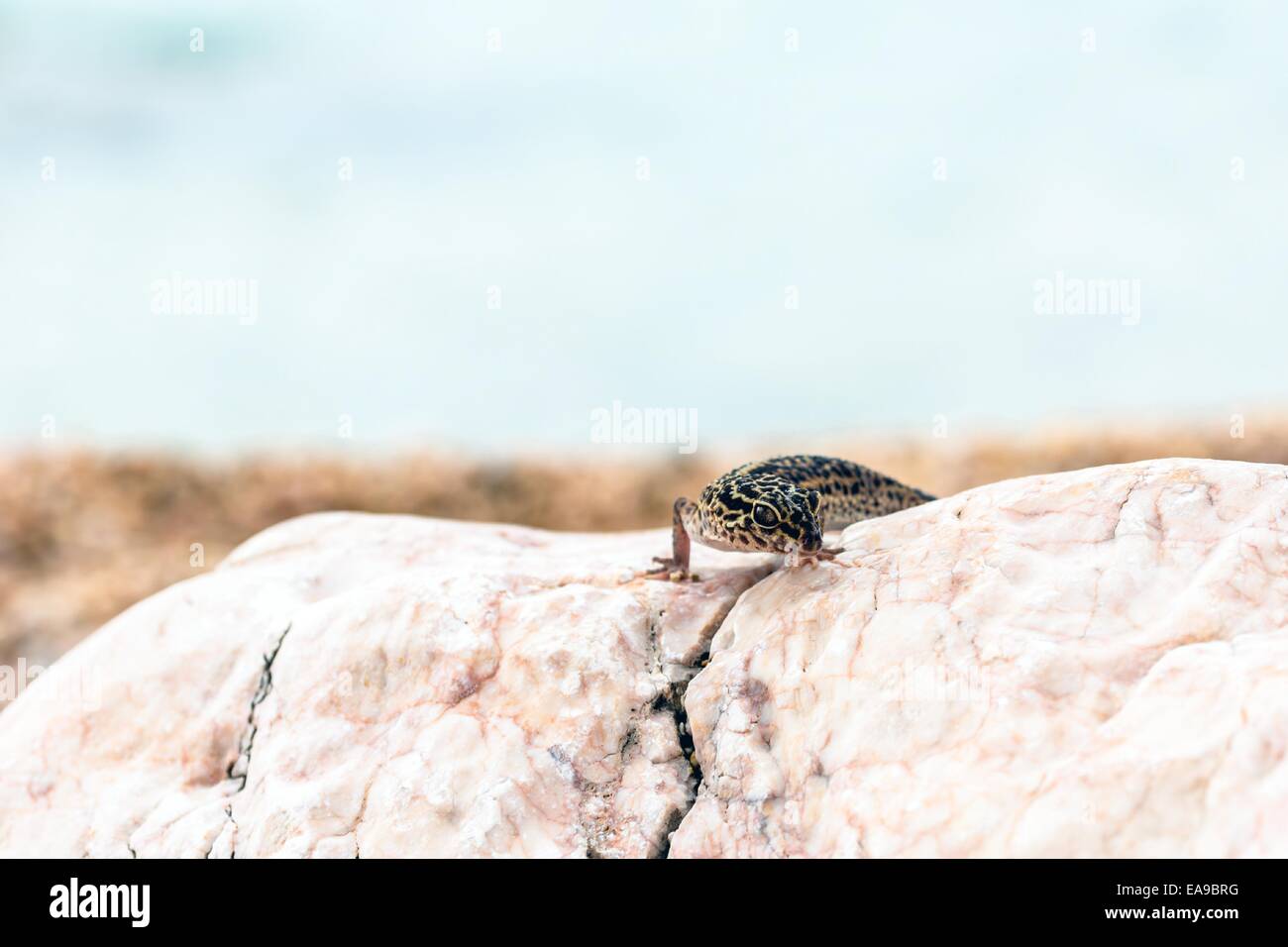 Leopard Gecko lizard on rocks Stock Photo Alamy