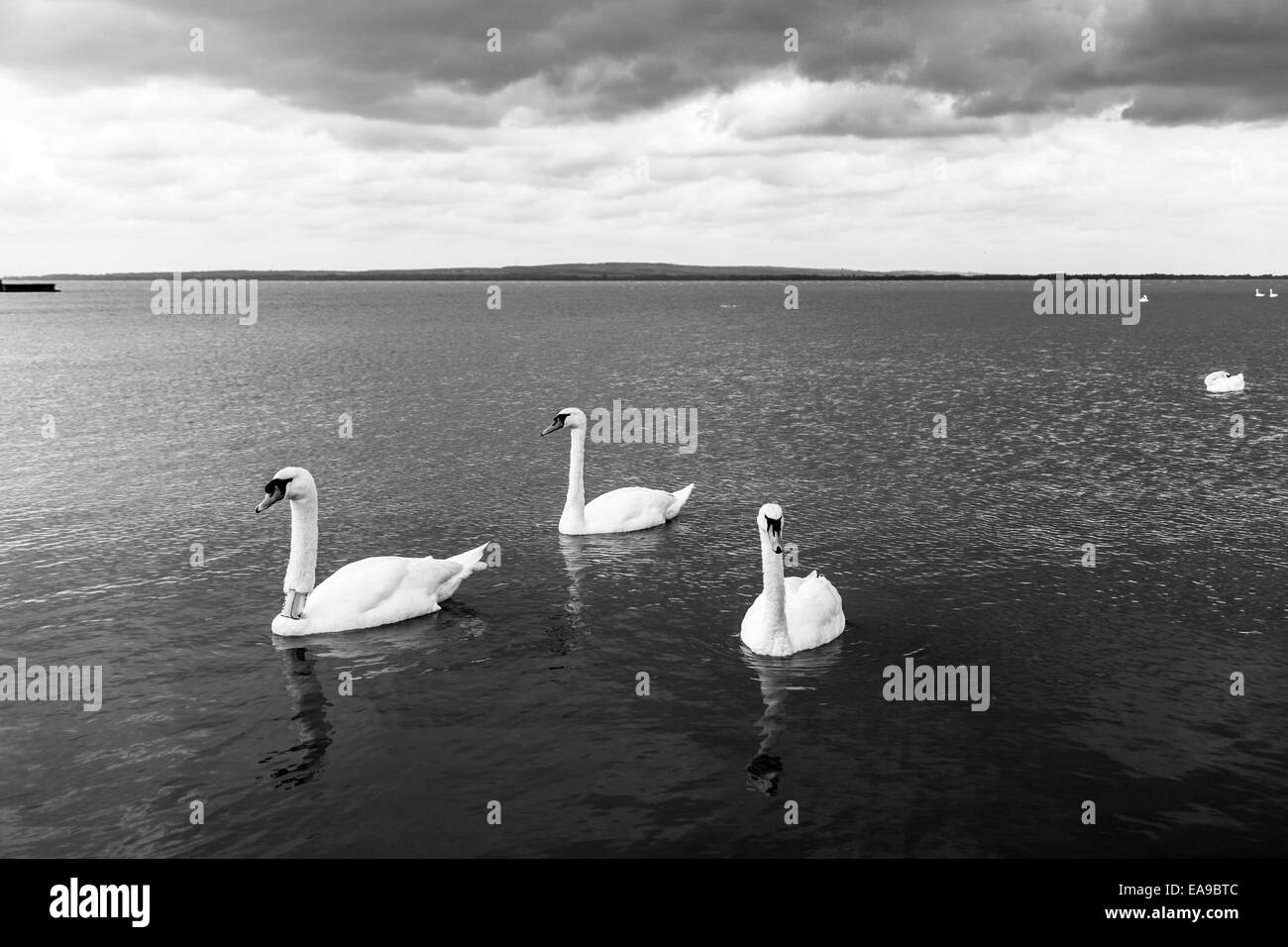 Swan swimming on lake Stock Photo