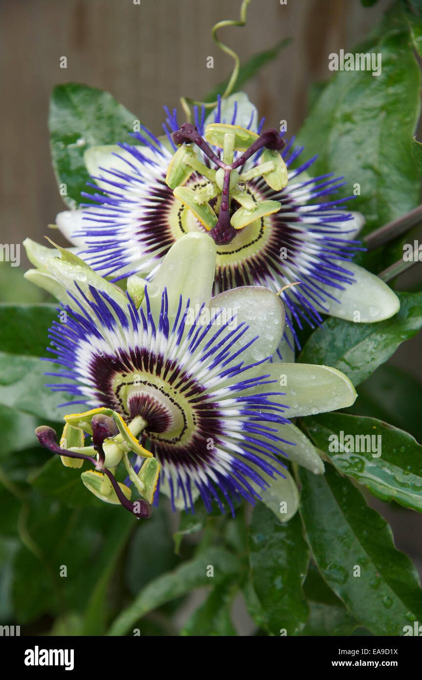 Close up of a Blue Passion Flower in bloom. Passiflora caerulea