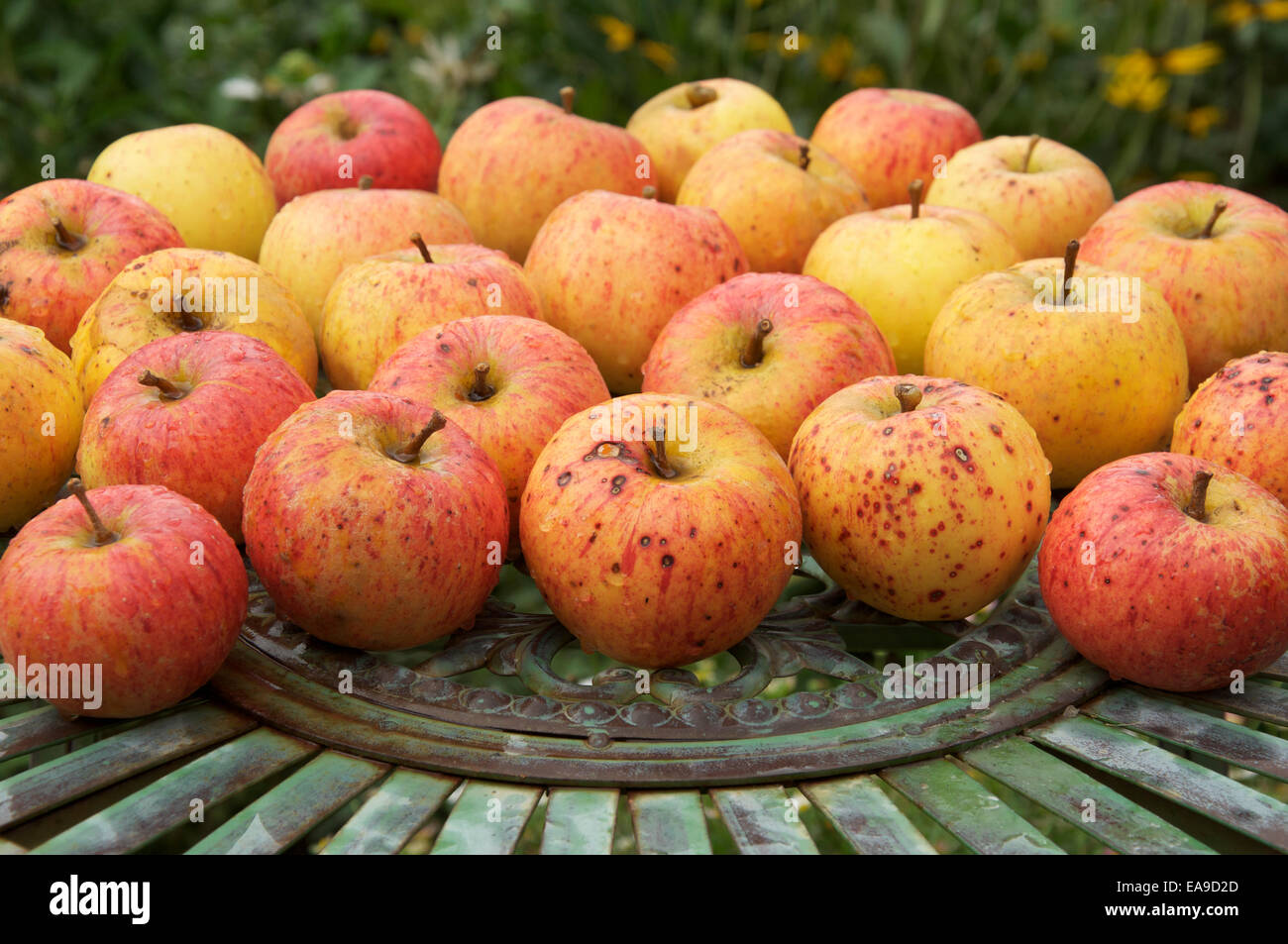 Natural, organic, tasty. Ripe eating apples, the sweet delicious fruit