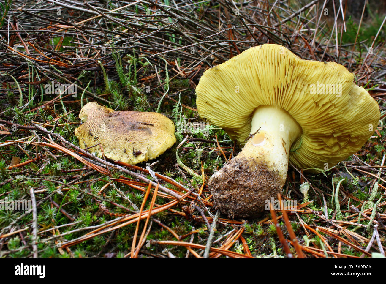 Two mushroom poisonous tricholoma equestre  growing in the forest Stock Photo