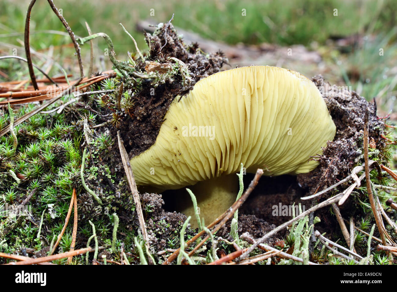 Hidden mushroom poisonous tricholoma equestre growing in the forest Stock Photo
