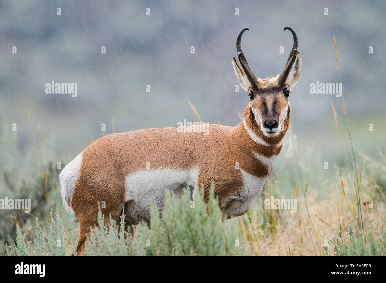 Pronghorn in the rain, Lamar Valley, Yellowstone National Park, USA Stock Photo