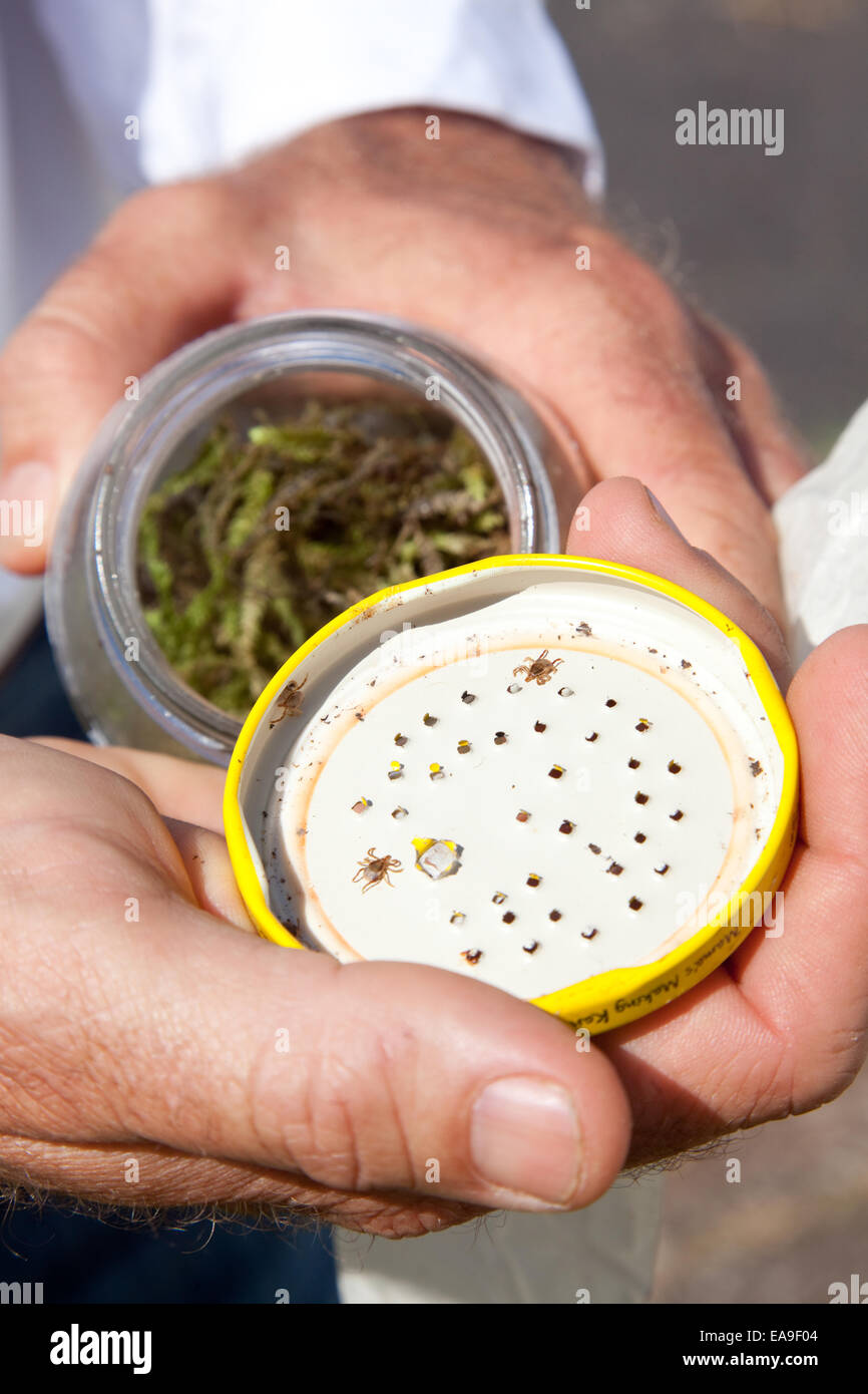 Summerland Serums - John Curtin, ticks are bought in jars of 100 Stock Photo