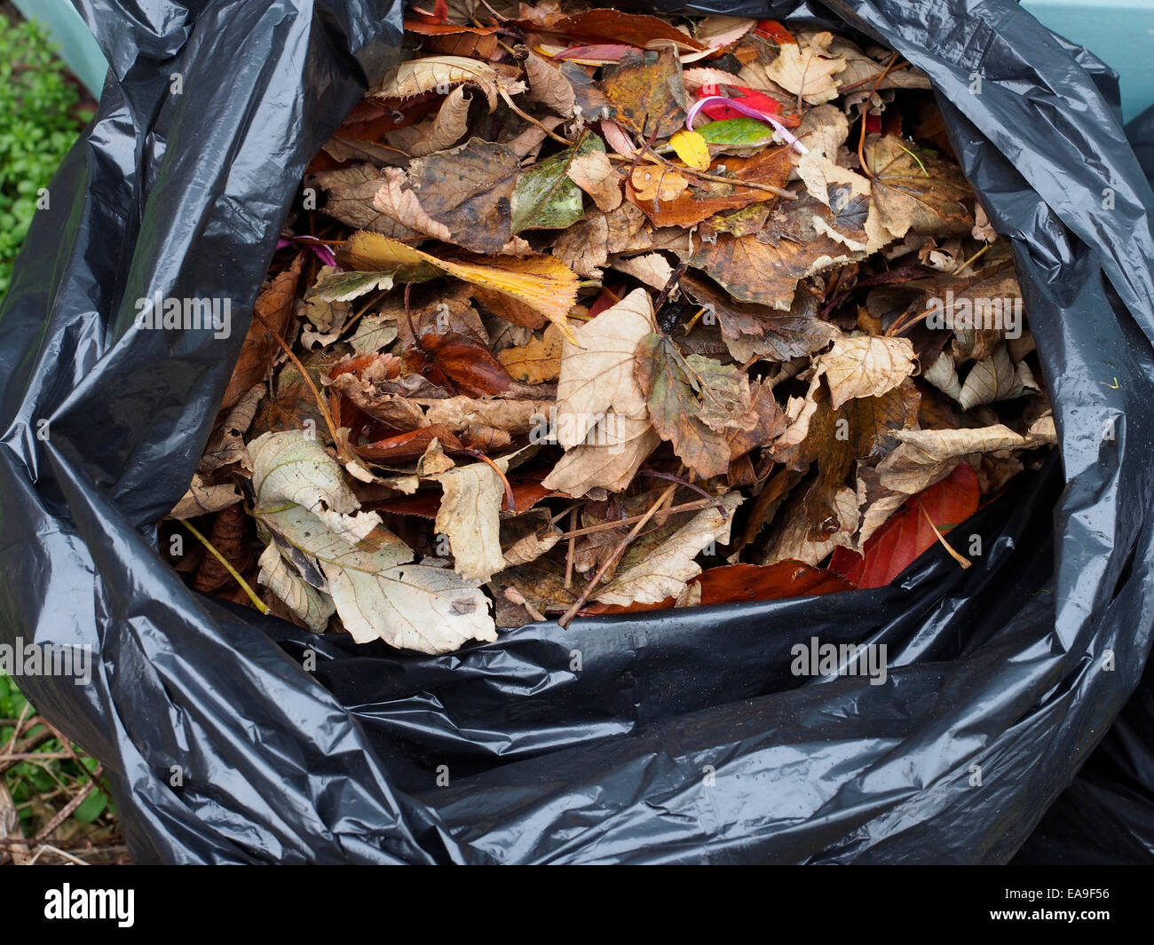 Black plastic bag filled with dead autumn leaves, which will decompose in the bag forming leaf mould a useful garden fertiliser Stock Photo
