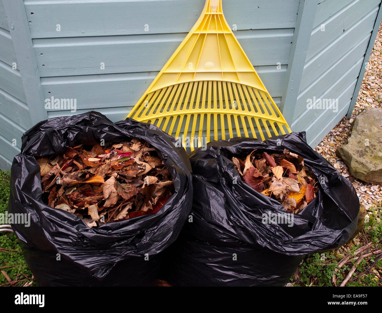 Black plastic bags filled with dead autumn leaves, which will decompose in the bag forming leaf mould a useful garden fertiliser Stock Photo