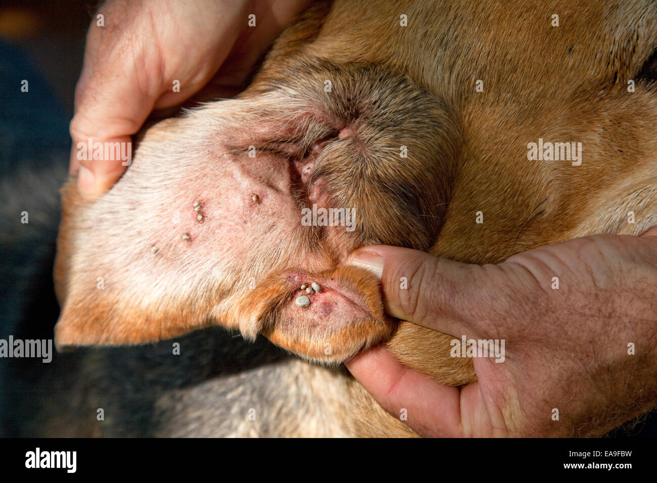 Summerland Serums - Paralysis ticks (Ixodes holocyclus) are grown on the inside of the dogs ears Stock Photo