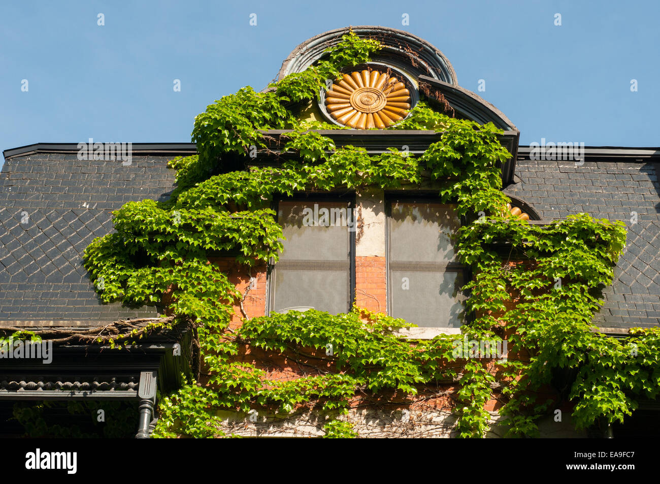 Ivy on a house Plateau Mont Royal Montreal Canada Stock Photo