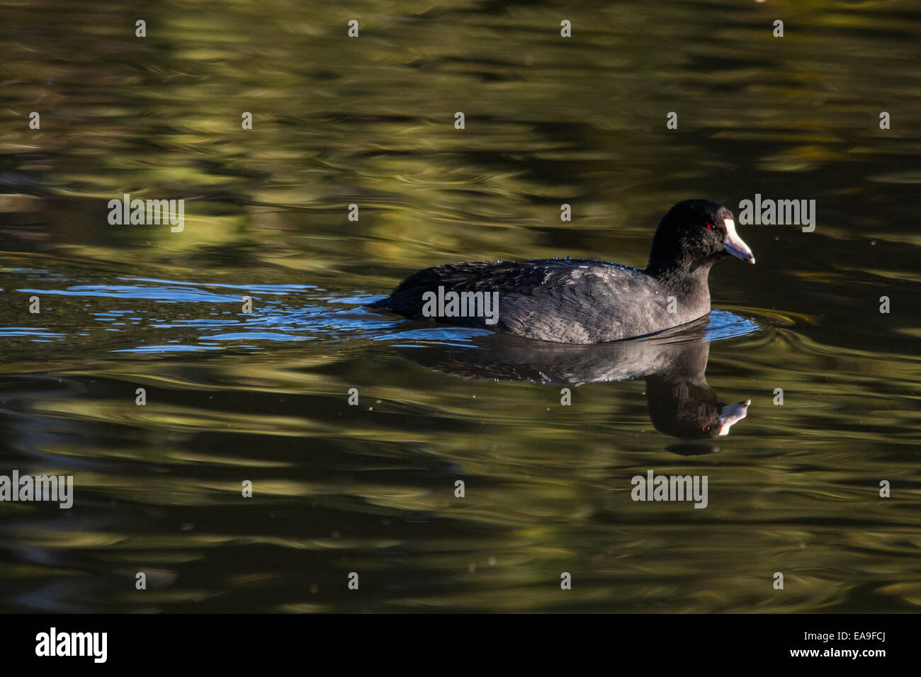 American Coot on gold and green water with a reflection. Stock Photo
