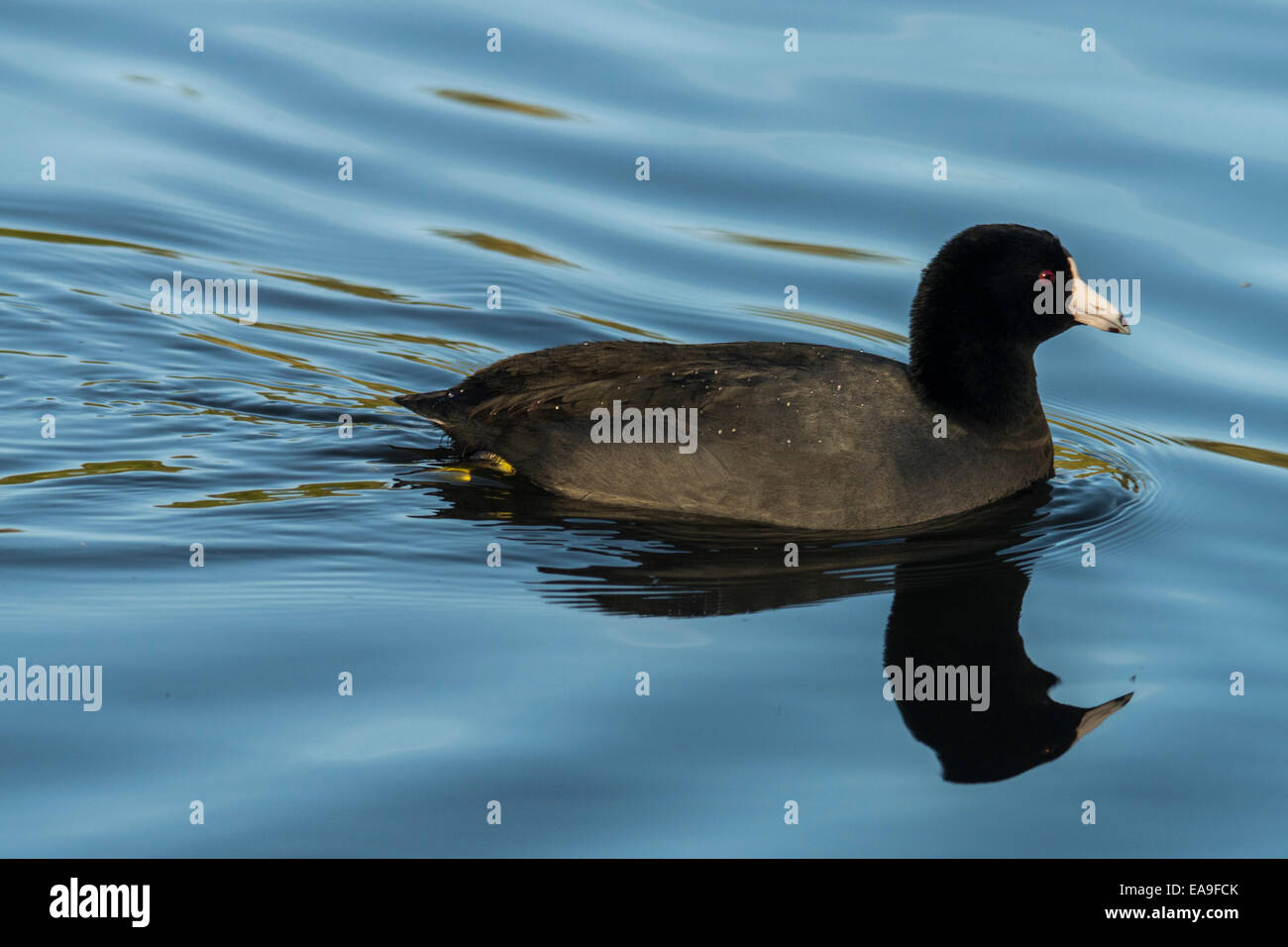 American Coot on blue water with a reflection. Stock Photo