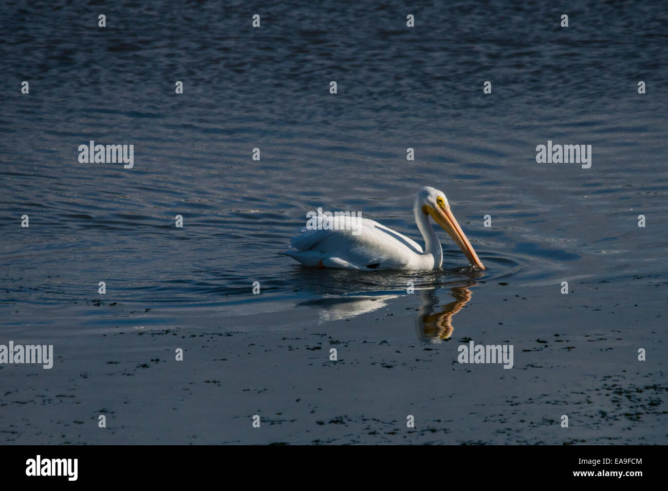 American white pelican fishing at Elkhorn Slough Stock Photo