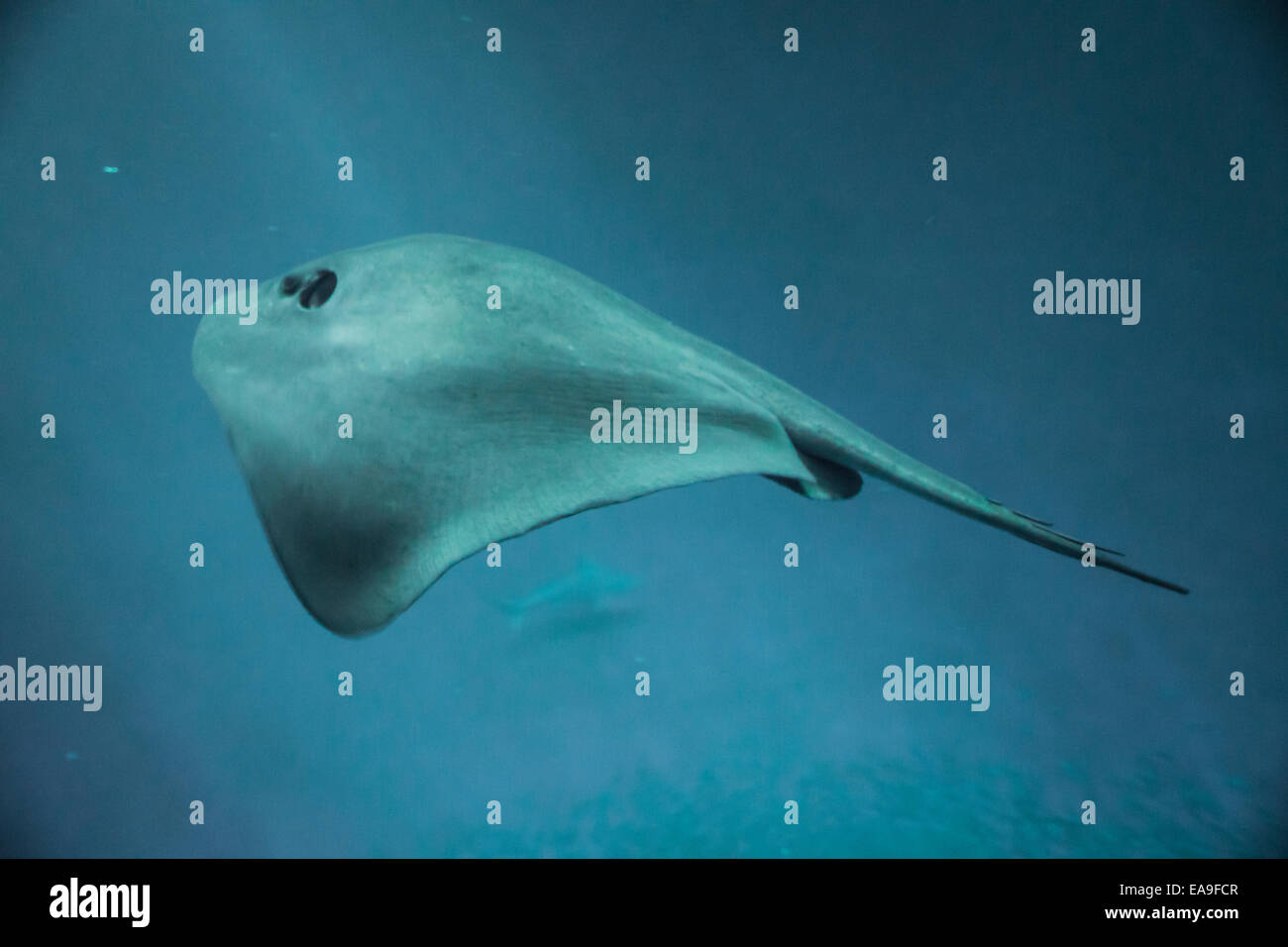 Bat ray in an Aquarium. Stock Photo