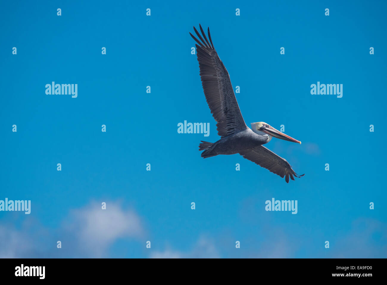 California Brown Pelican in flight on a blue sky. Stock Photo