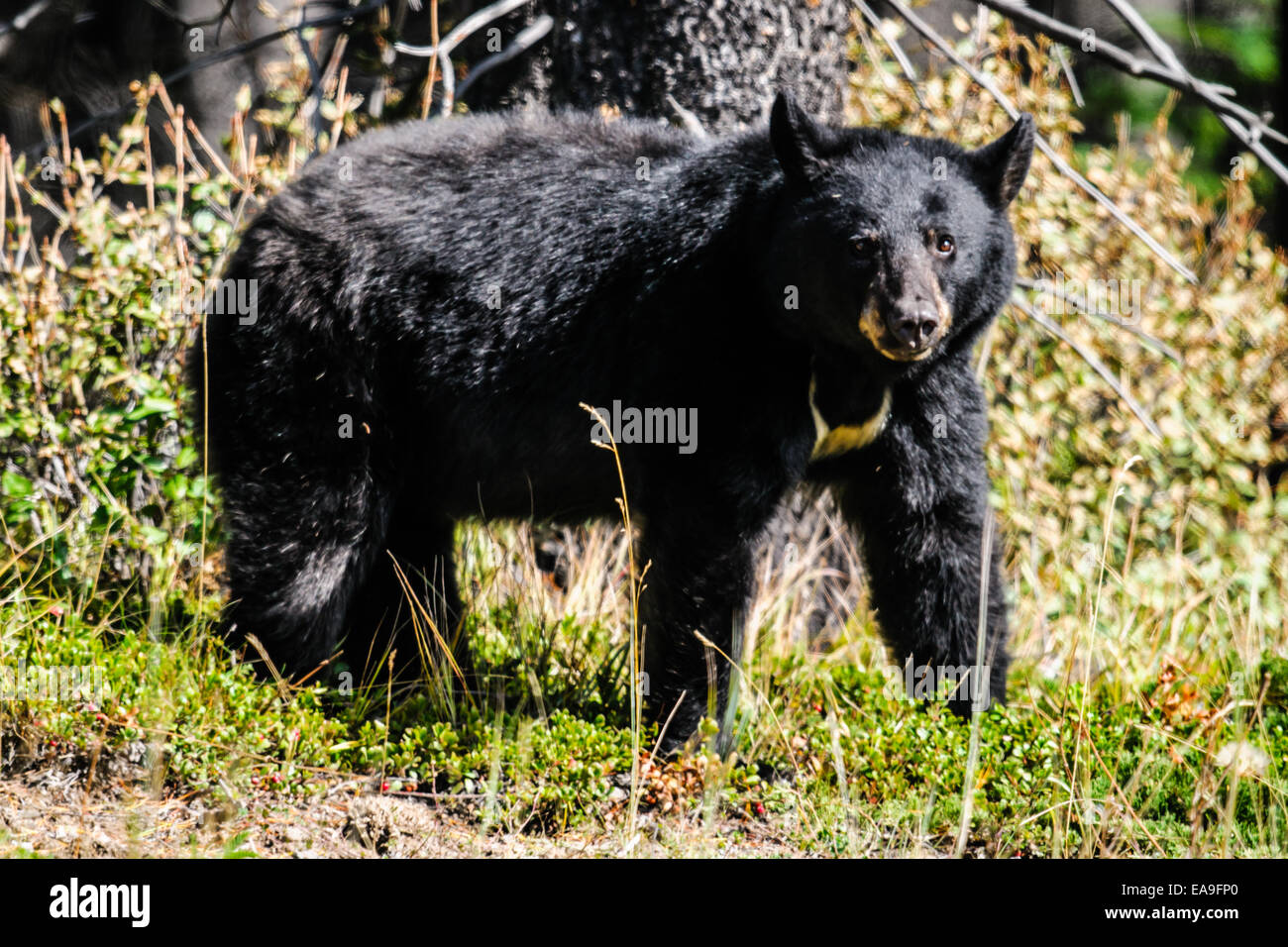 American Black Bear in a mountain meadow, Banff National Park Alberta Canada Stock Photo