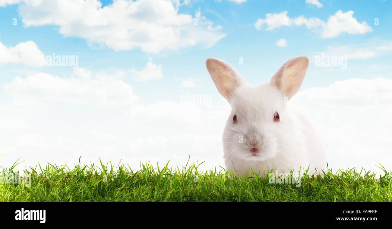 Close up view of nice young rabbit on blue sky back Stock Photo