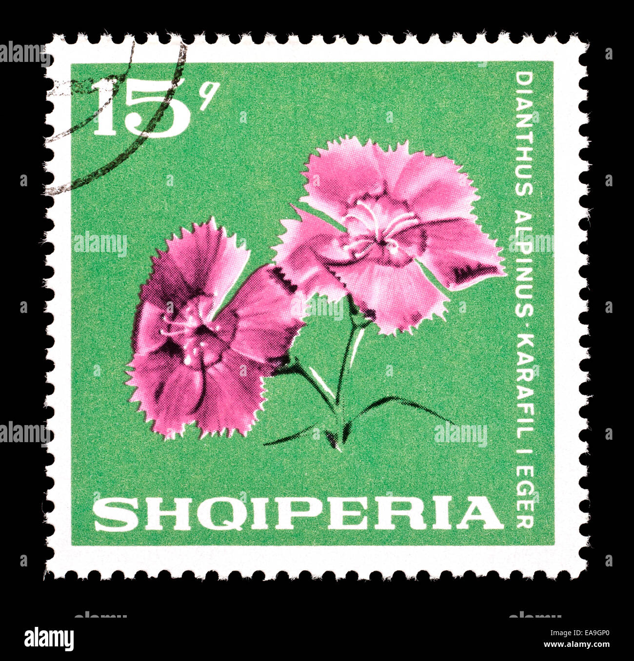 Postage stamp from Albania depicting Alpine pink or dianthus flowers (Dianthus alpinus) Stock Photo