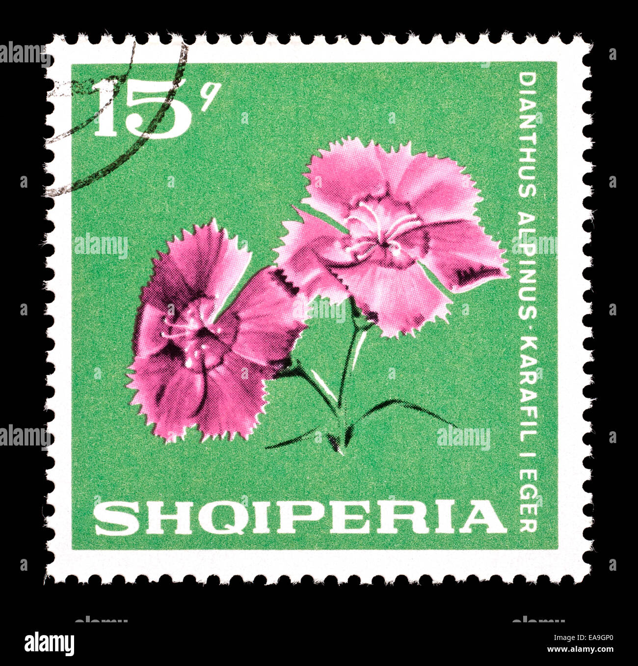 Sweet William Doppel Gemischte Ca 2000 Samen