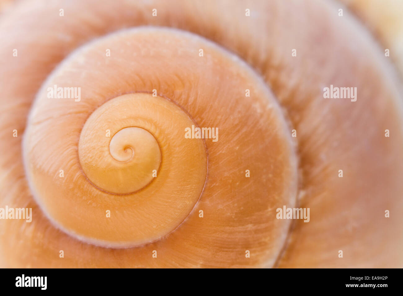 Macro close-up view of a seashell spiral. Stock Photo