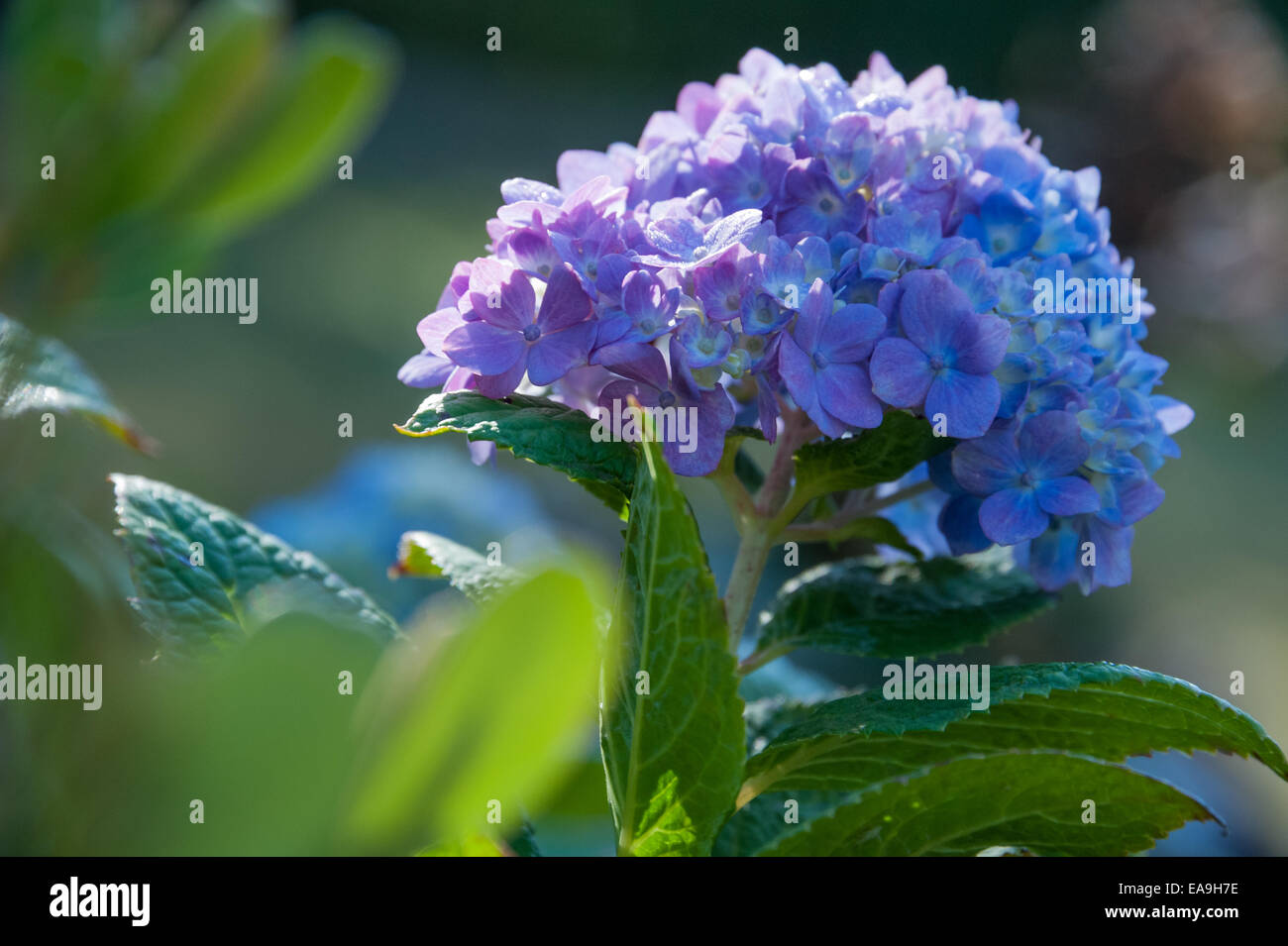 Beautiful blossom of blue and violet Hydrangea at Callanwolde in the Druid Hills neighborhood of Atlanta, Georgia. (USA) Stock Photo