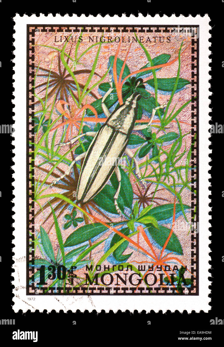 Postage stamp from Mongolia depicting a weevil (Lixus nigrolineatus) Stock Photo