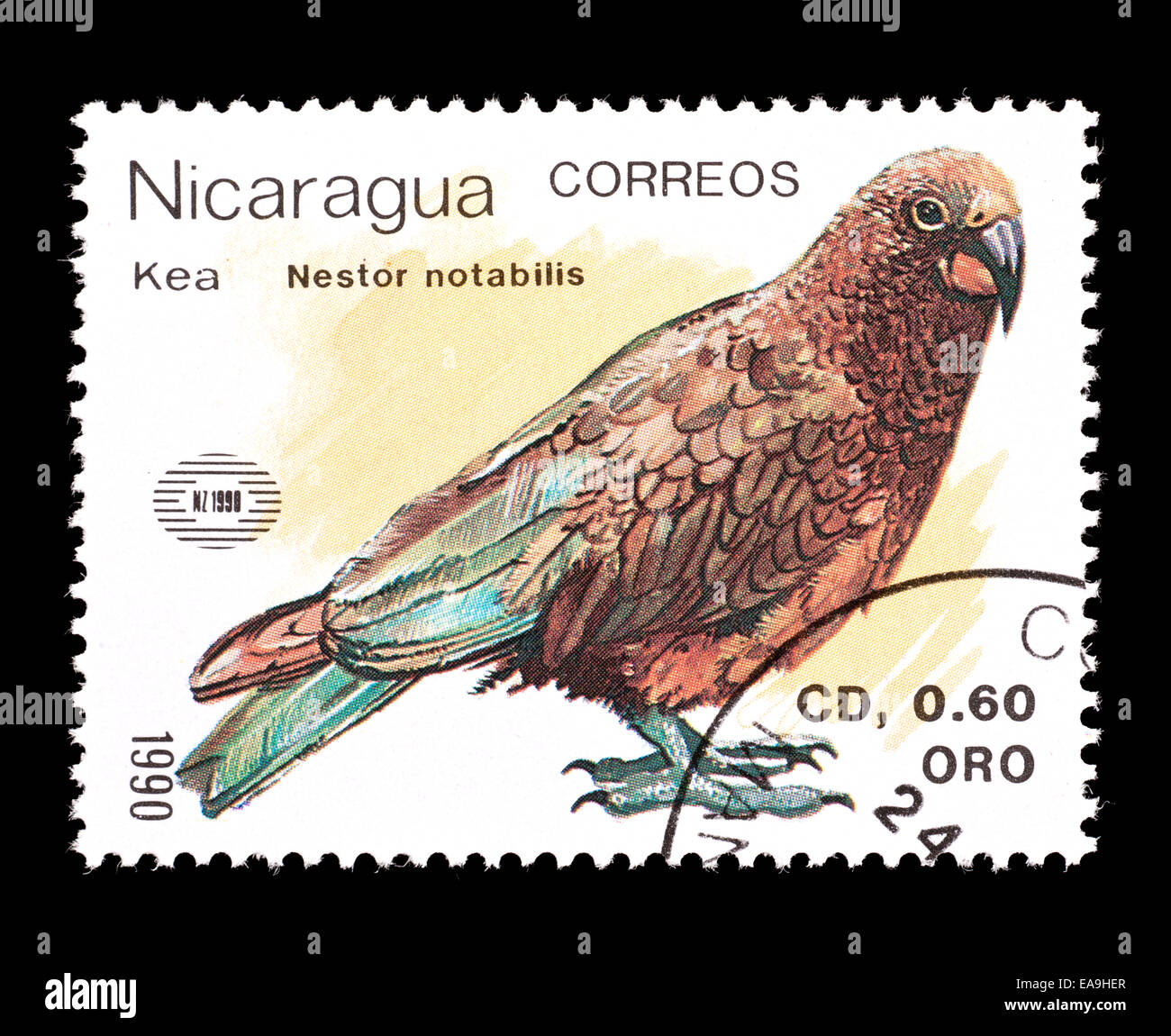 Nicaragua bird hi-res stock photography and images - Page 3 - Alamy, image size:1300x1150
