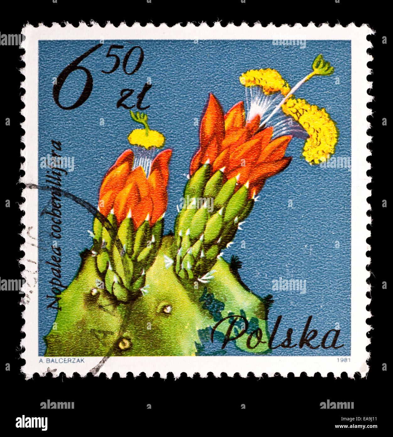 Postage stamp from Poland depicting Cochineal Nopal Cactus (Nopalea cochenillifera) Stock Photo