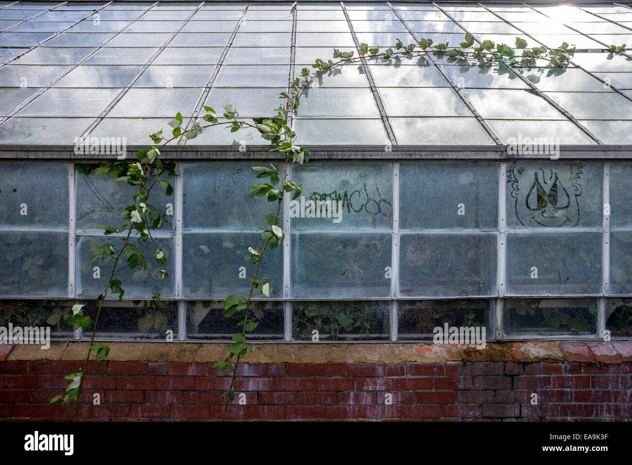 Deralict greenhouse, Yorkshire Stock Photo Alamy