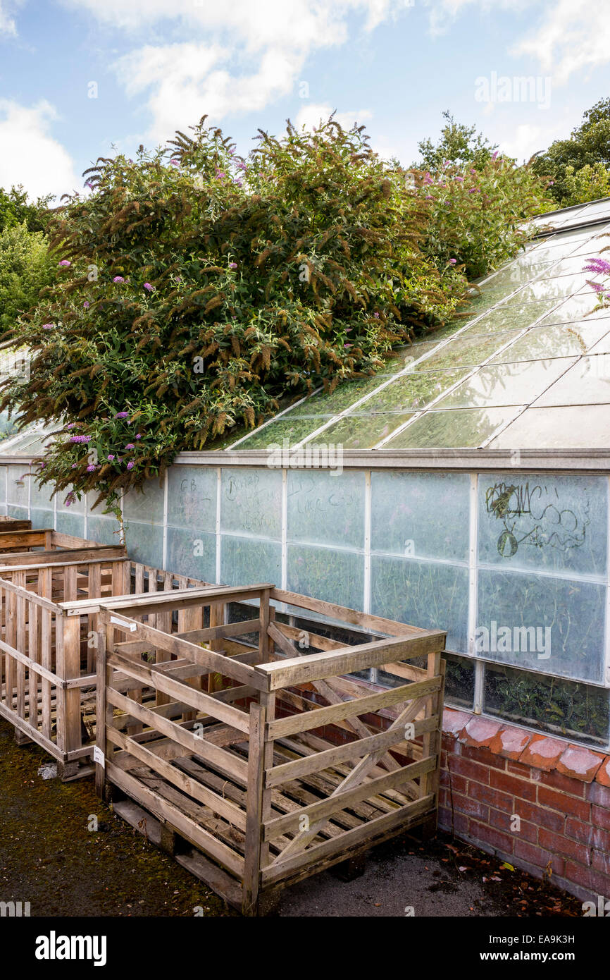 Deralict greenhouse, Yorkshire Stock Photo Alamy