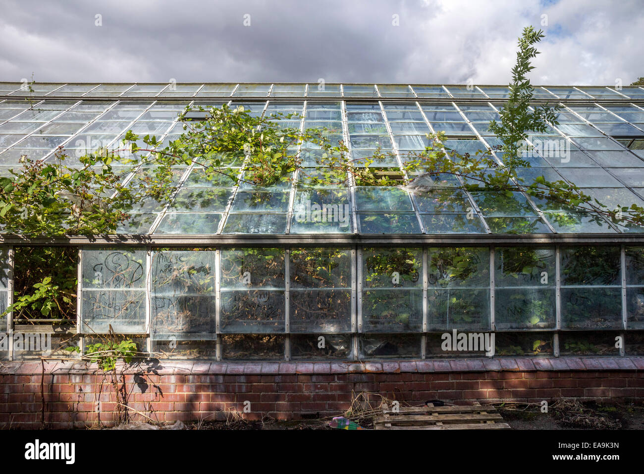 Deralict greenhouse, Yorkshire Stock Photo Alamy