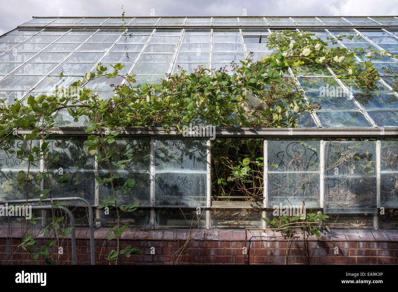 Derelict greenhouse, Yorkshire Stock Photo Alamy