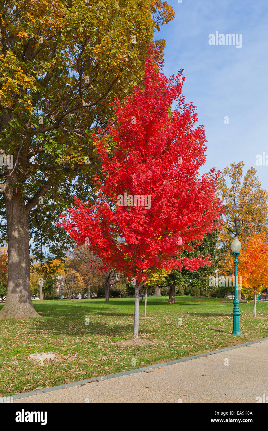 Red maple tree in autumn (Acer rubrum) - USA Stock Photo