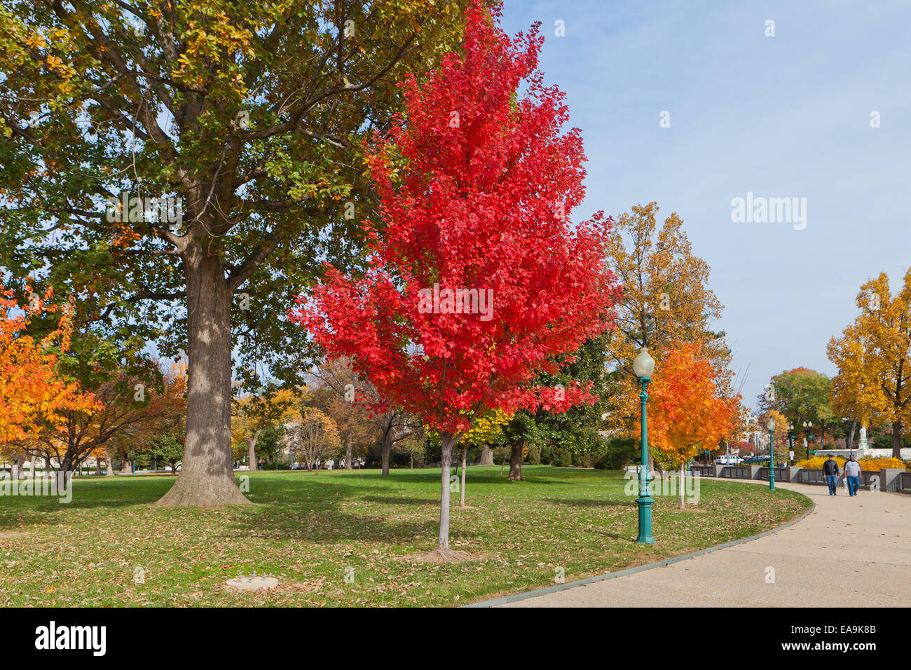 Red maple tree in autumn (Acer rubrum) - USA Stock Photo