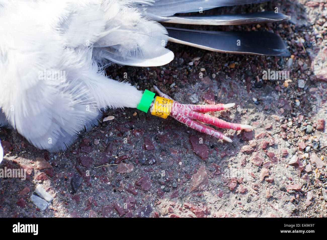 Dead pigeon on road with leg marking rings - USA Stock Photo