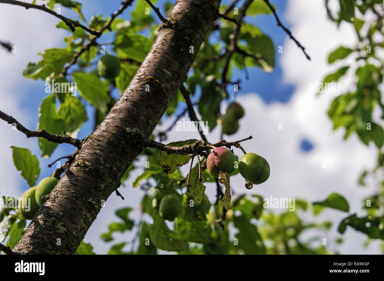 On a branch of a plum tree unripe plums with drops of natural gum. Stock Photo