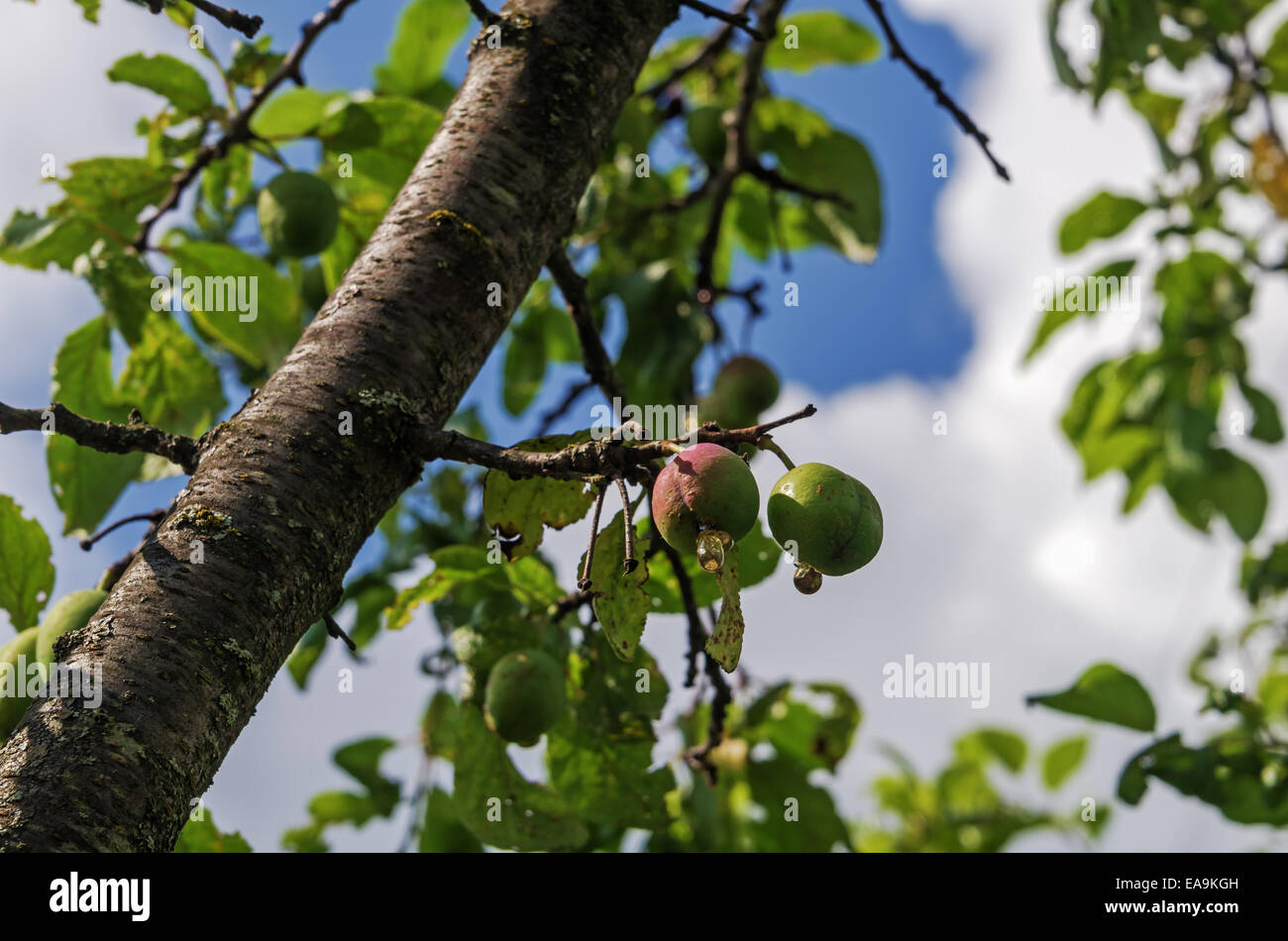 On a branch of a plum tree unripe plums with drops of natural gum. Stock Photo