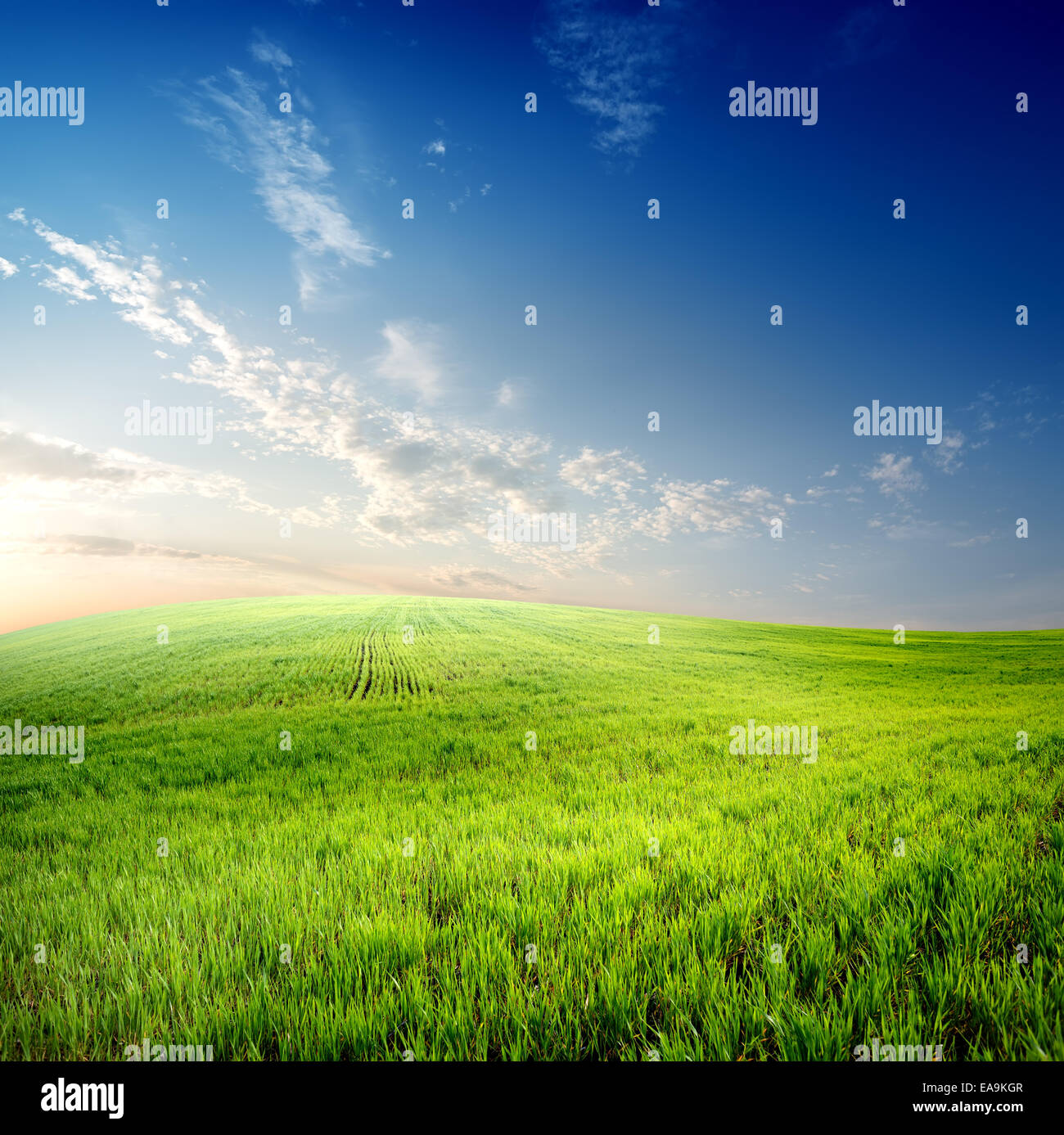Green grass on field and clouds on sky Stock Photo