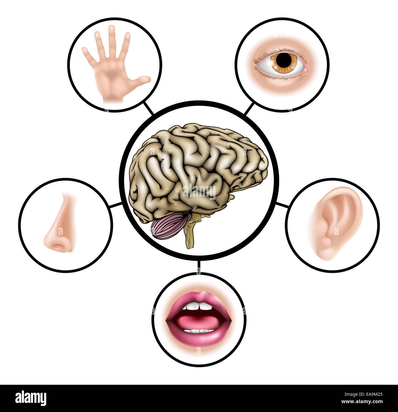 A science education illustration of icons representing the five senses attached to central brain Stock Photo