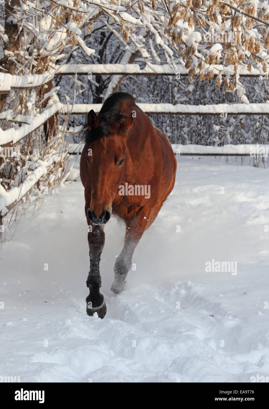 Nice chestnut arabian horse running in paddock Stock Photo