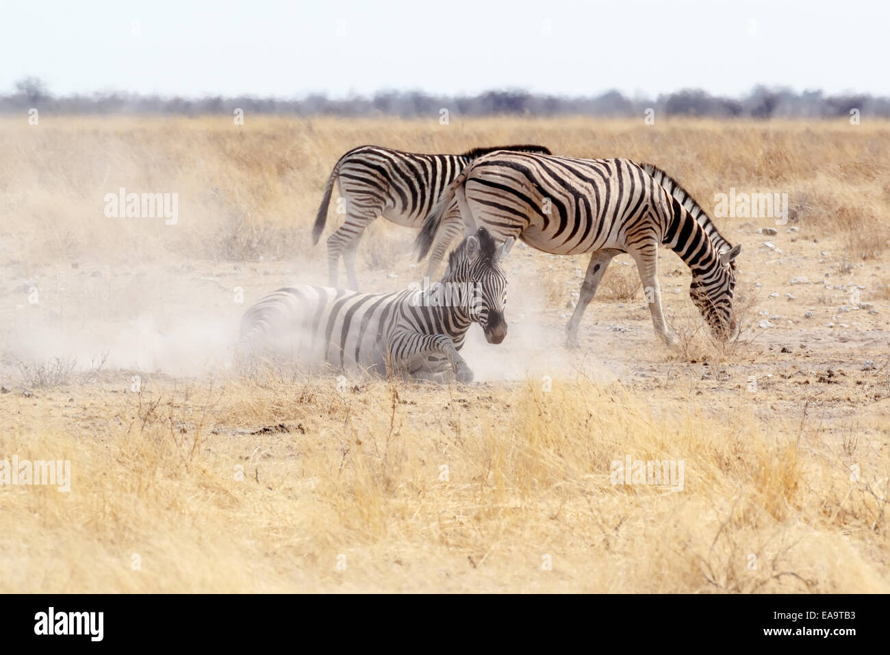 Zebra rolling on dusty white sand. Etosha national Park, Ombika, Kunene, Namibia. True wildlife photography Stock Photo