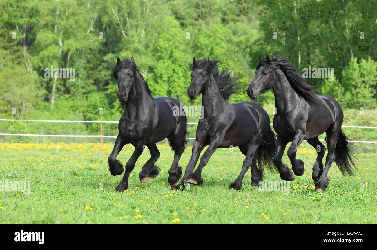 Three galloping friesian horses in summer meadow Stock Photo