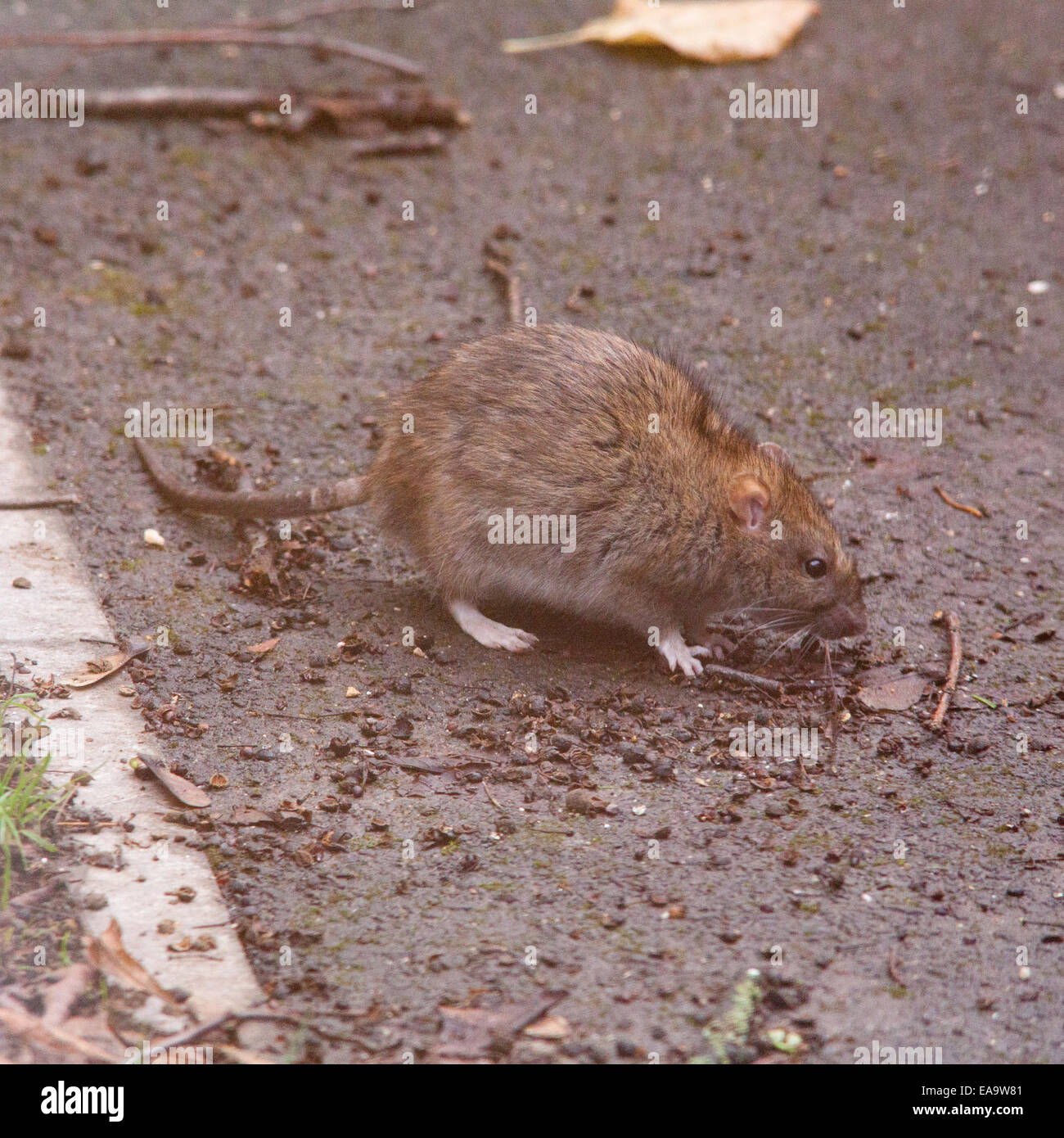 Common brown Rat ( Rattus norvegicus) also known as a Norway rat, Winchester,Hampshire, England, United Kingdom. Stock Photo