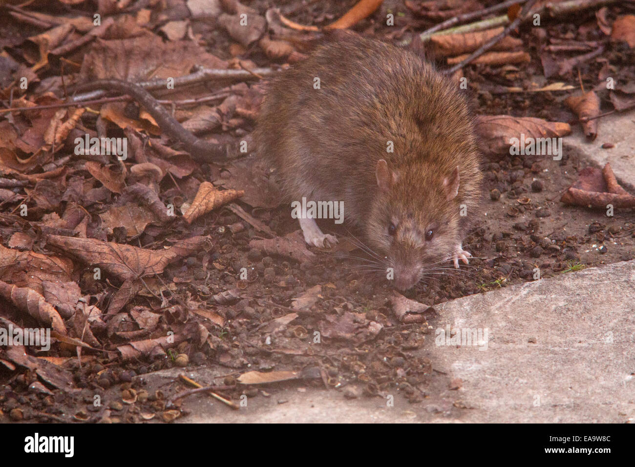 Common brown Rat ( Rattus norvegicus) also known as a Norway rat, Winchester,Hampshire, England, United Kingdom. Stock Photo